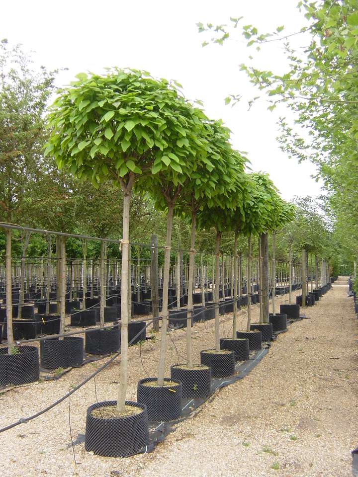 Acer Campestre